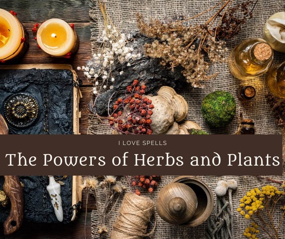 The Powers of Herbs and Plants