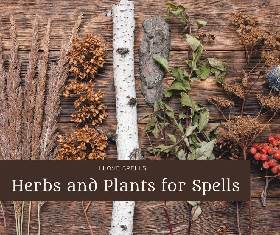 Herbs and Plants for Spells