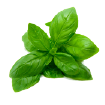 Basil