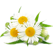 Chamomile