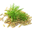 Fennel