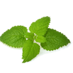 Lemon Balm