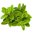 Marjoram