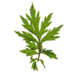 Mugwort