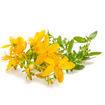 St. John's Wort