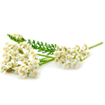 Yarrow